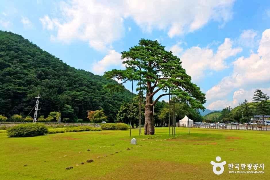 보은 속리 정이품송 사진 7
