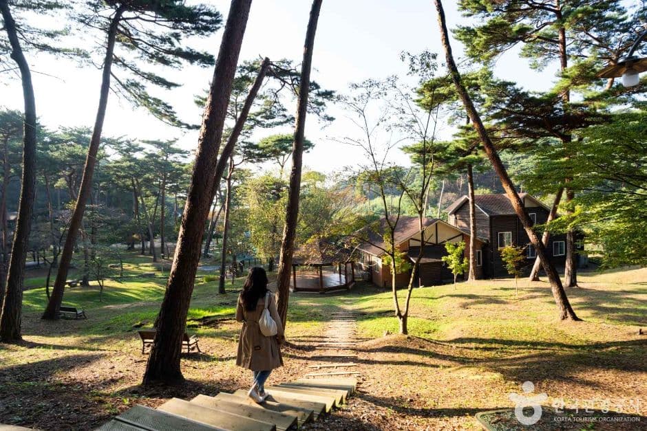 안면도자연휴양림 사진 1