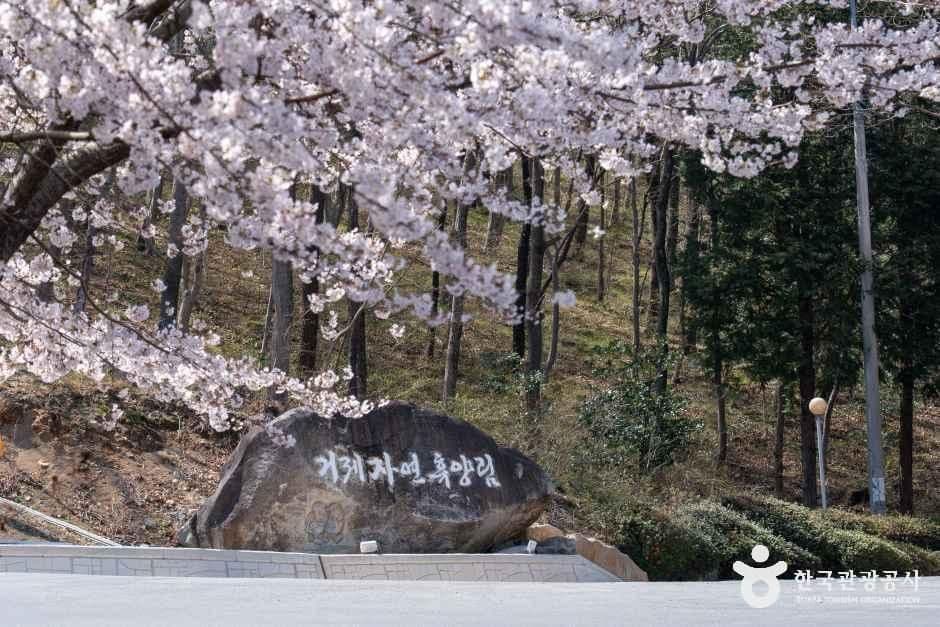 거제자연휴양림 사진 7