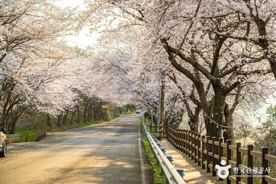 왕지벚꽃길 사진 4