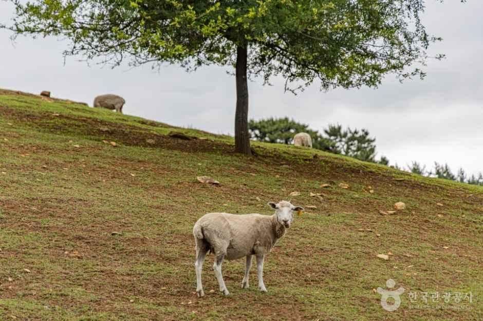 남해 양모리학교 사진 1