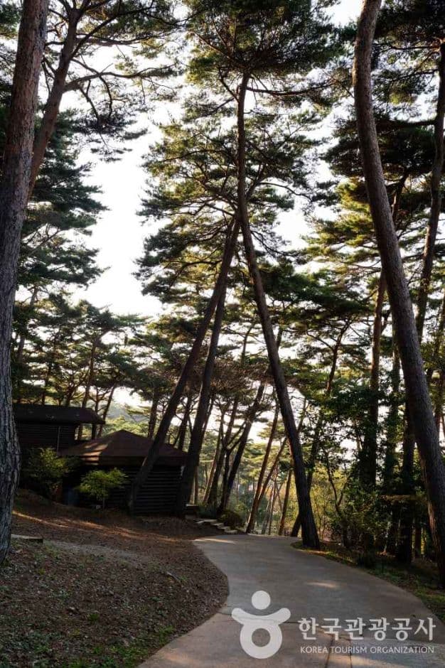 안면도자연휴양림 사진 2