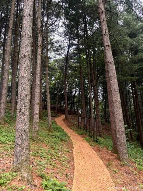 영월 패러글라이딩 사진 3