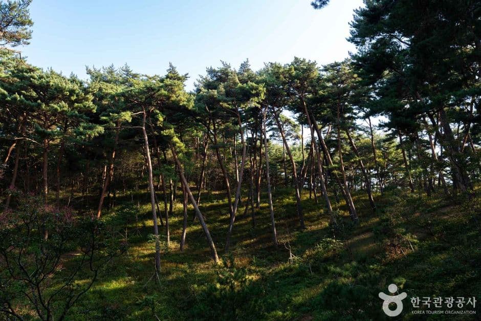 안면도자연휴양림 사진 3