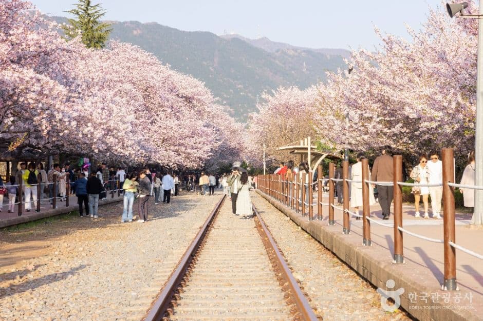 경화역 벚꽃길 사진 1