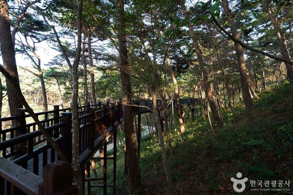 안면도자연휴양림 사진 4