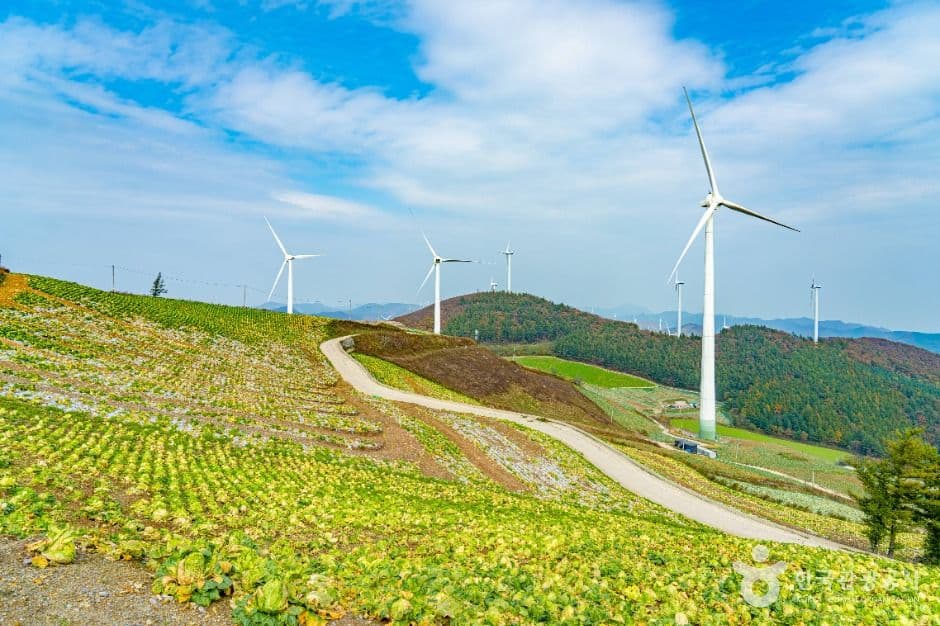 매봉산 바람의 언덕 사진 1