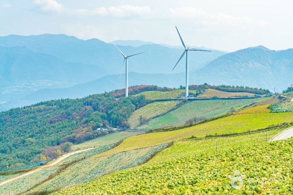 매봉산 바람의 언덕 사진 2