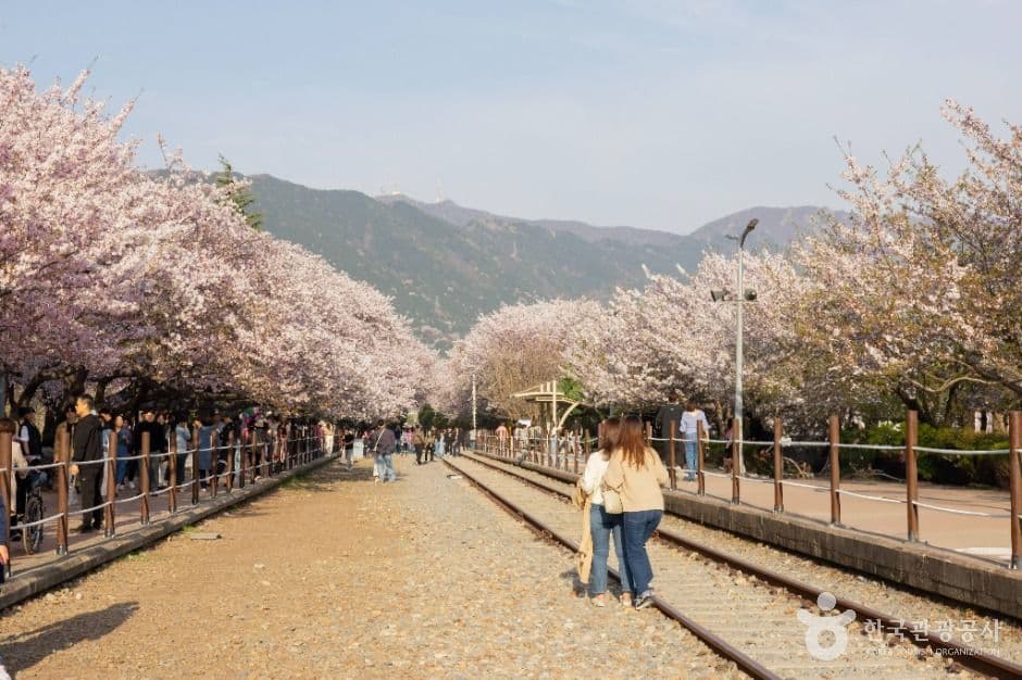 경화역 벚꽃길 사진 3