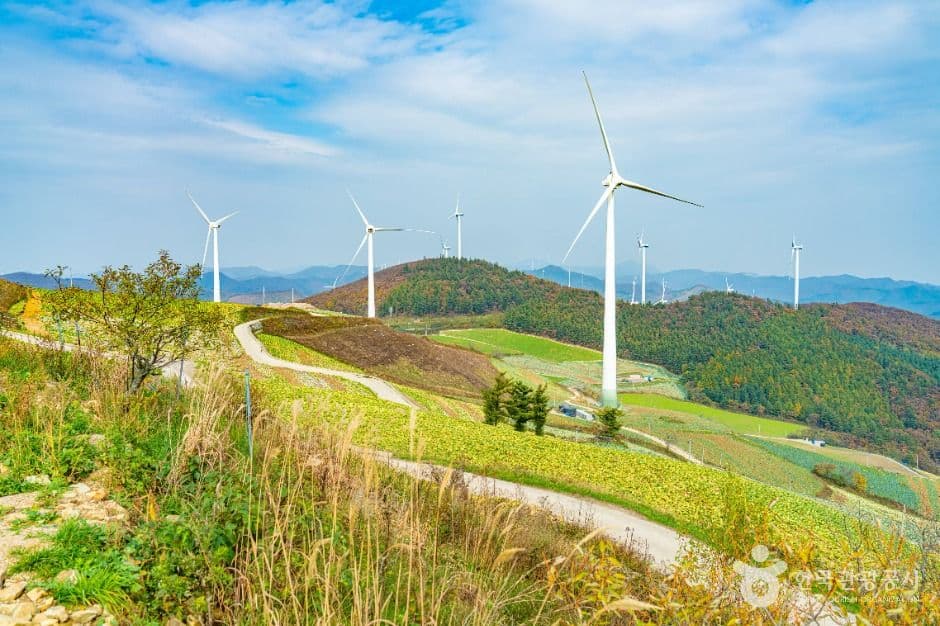 매봉산 바람의 언덕 사진 3