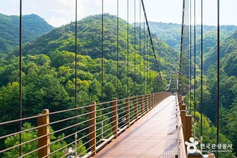 증평 좌구산 명상구름다리 사진 7