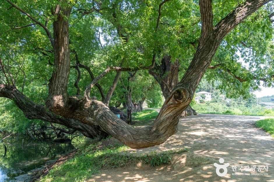 반곡지 사진 7