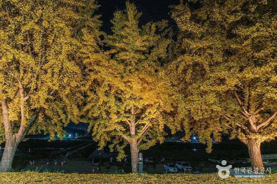 곡교천 은행나무길 사진 4