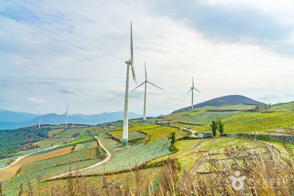 매봉산 바람의 언덕 사진 6