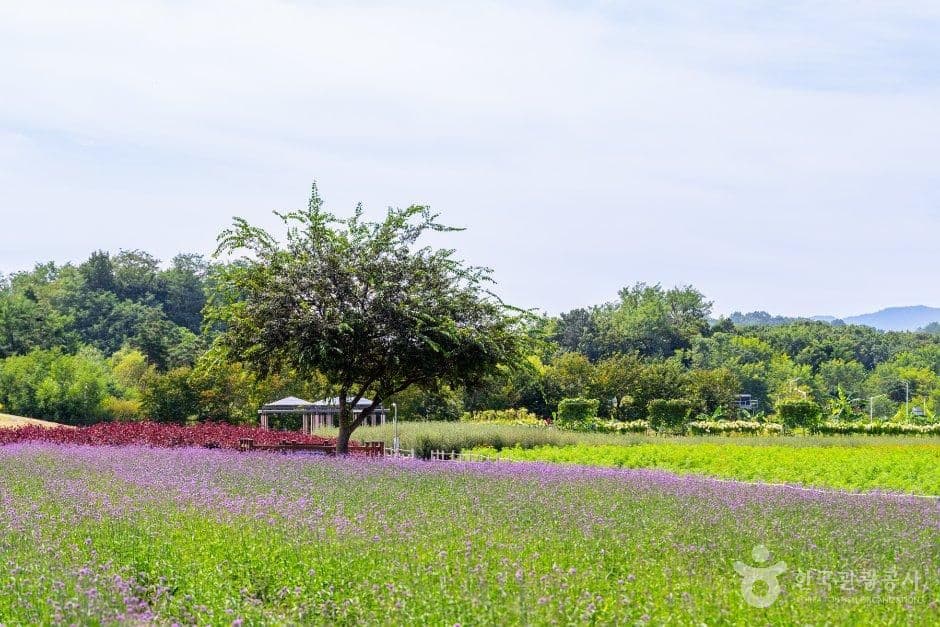 나리농원 사진 6
