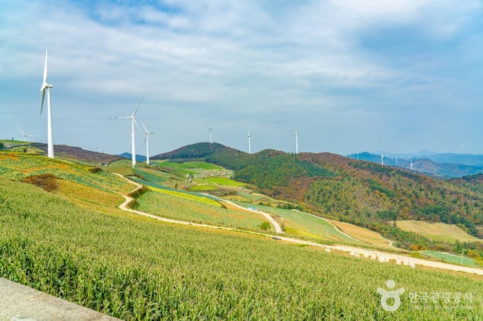 매봉산 바람의 언덕 사진 7
