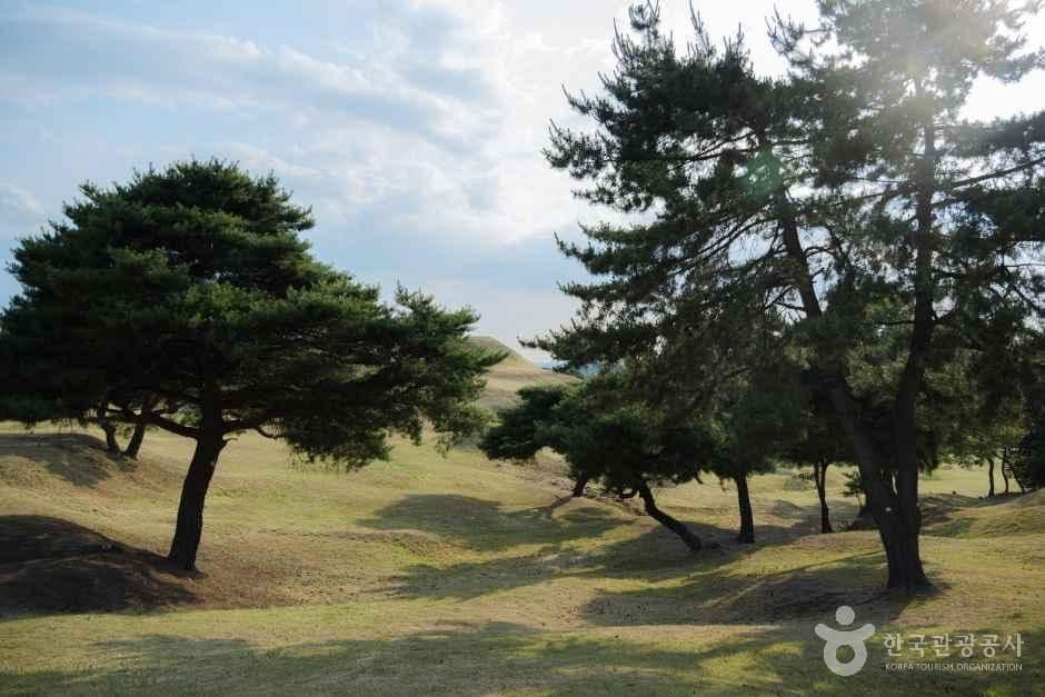 대구 불로동 고분군 사진 6