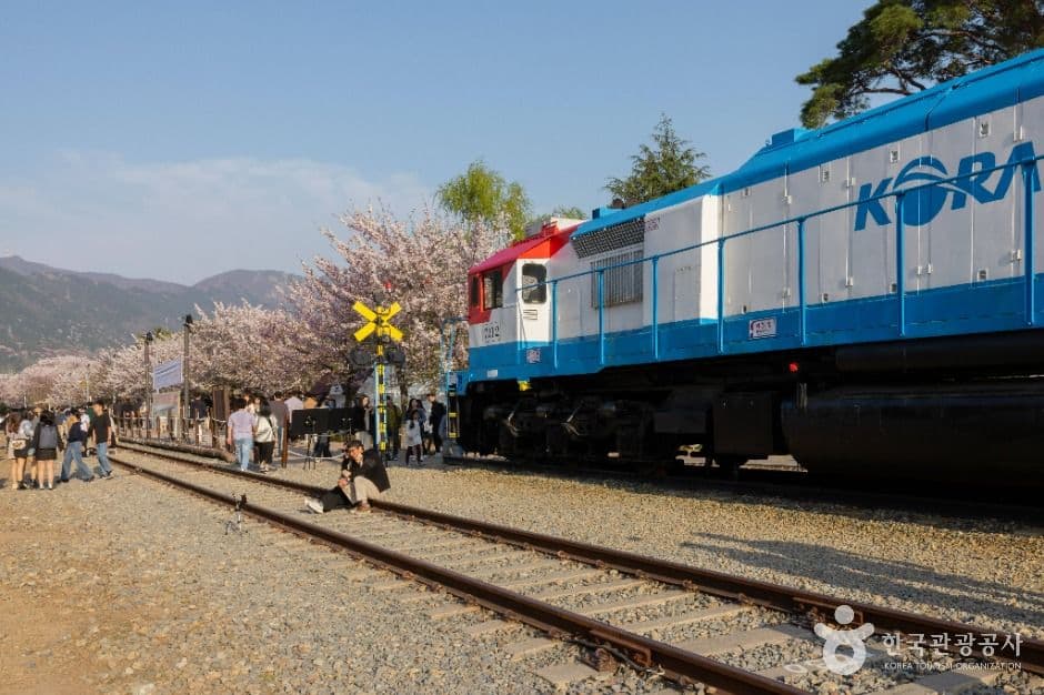 경화역 벚꽃길 사진 6