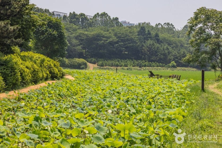 연희자연마당 사진 4