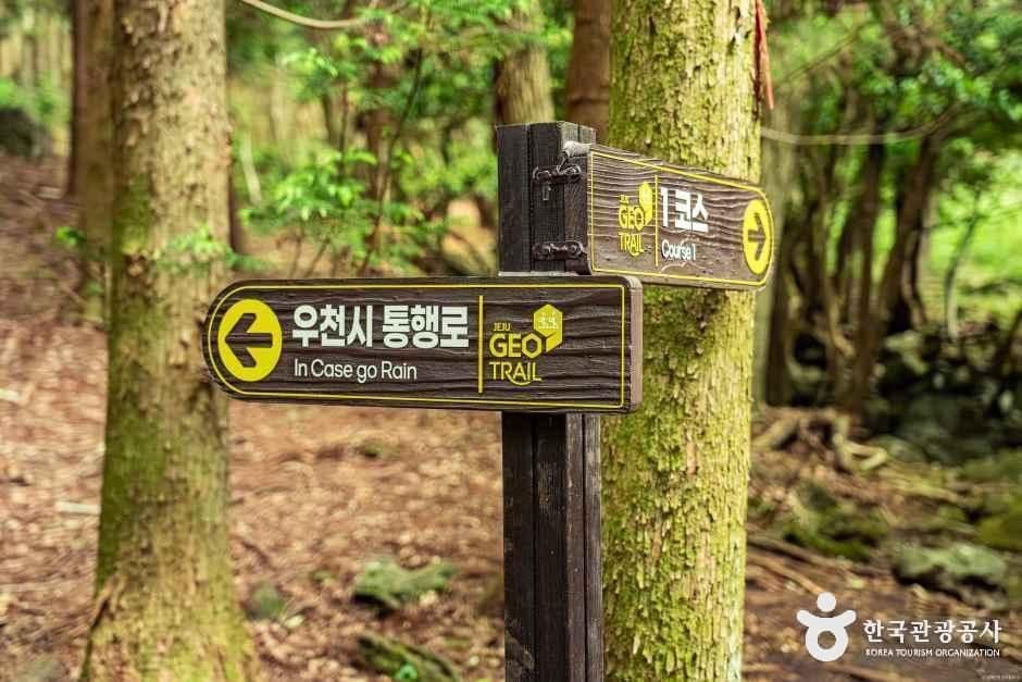 삼다수숲길 사진 6