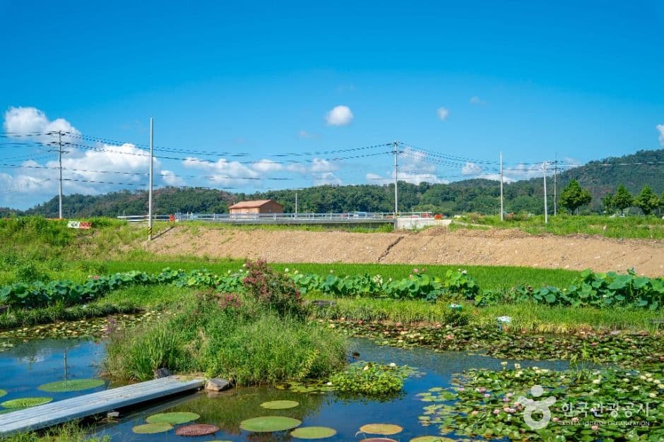 우포가시연꽃마을