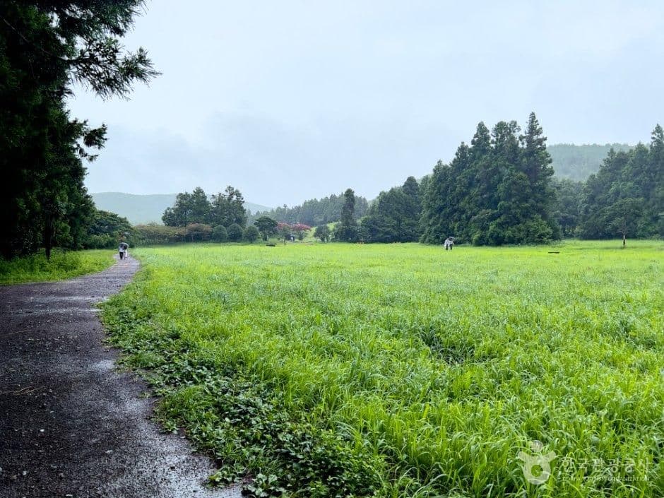 비밀의 숲 사진 3