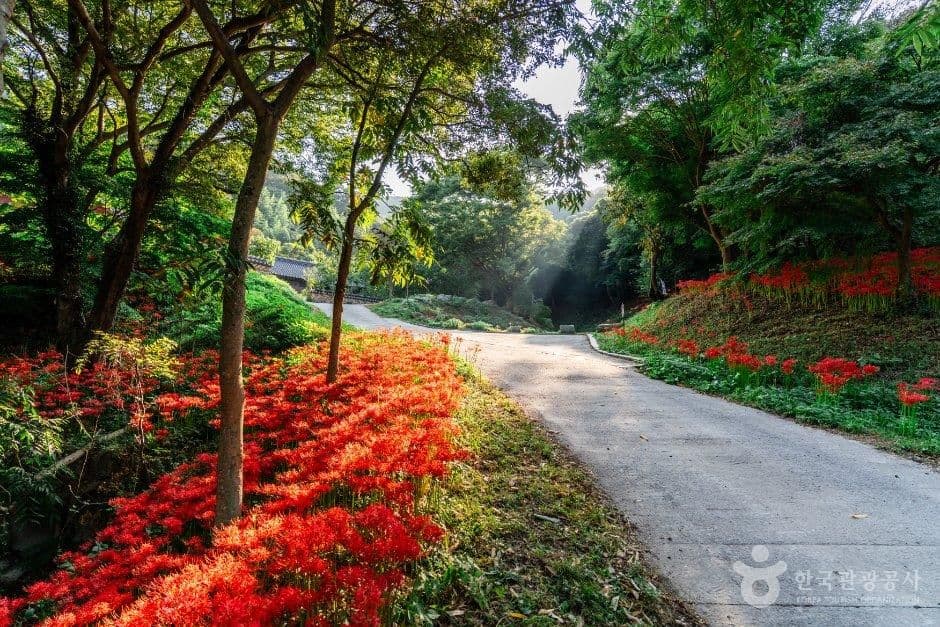 용천사(함평) 사진 2