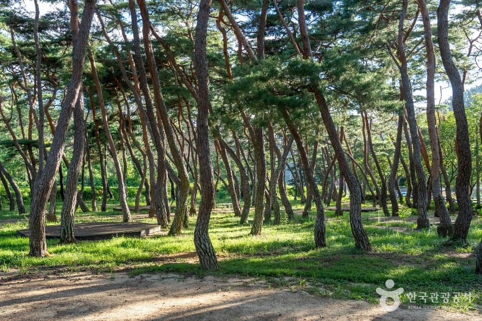 목계솔밭(청송)