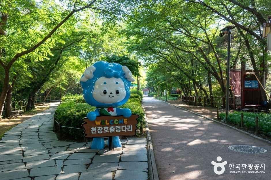천장호 출렁다리 사진 6