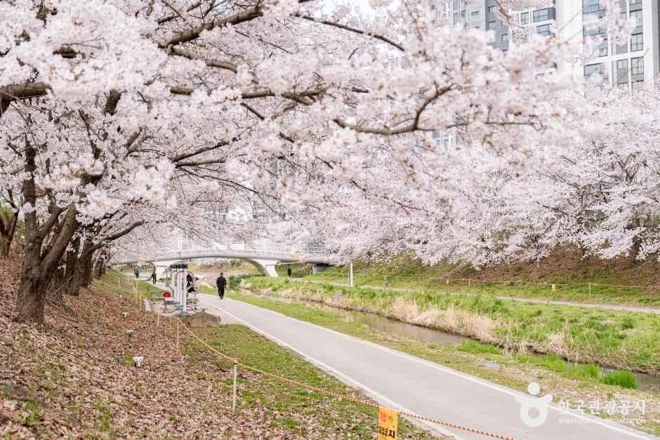 원성천 사진 3