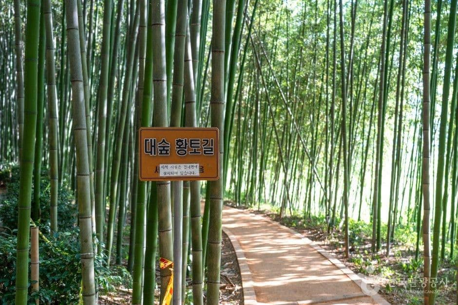 섬진강 대나무숲길 사진 5