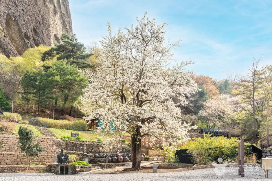 진안 은수사 청실배나무