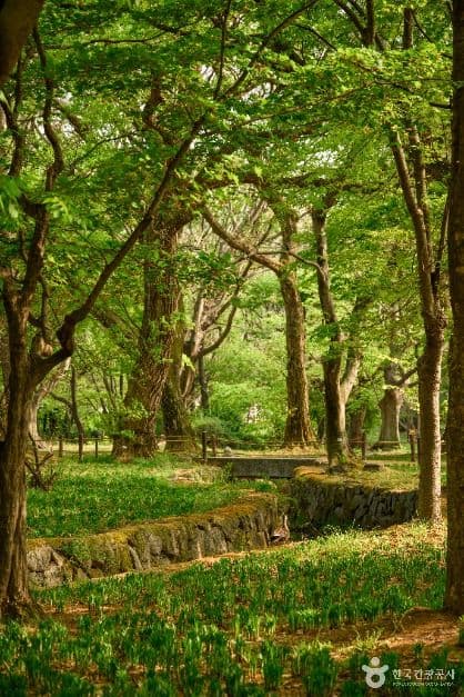 경주 계림 사진 1