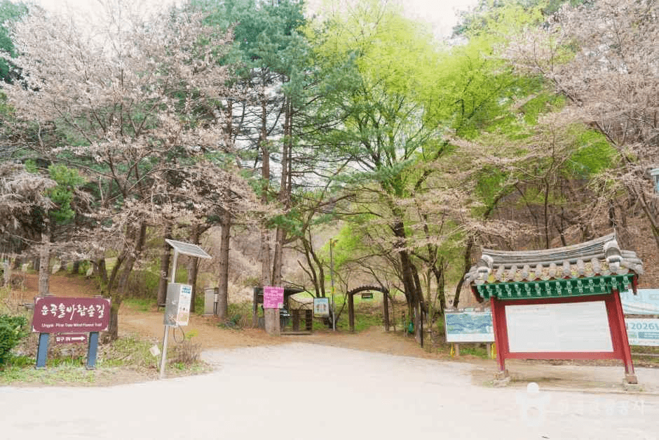 [원주 소풍길] 1코스 운곡솔바람숲길