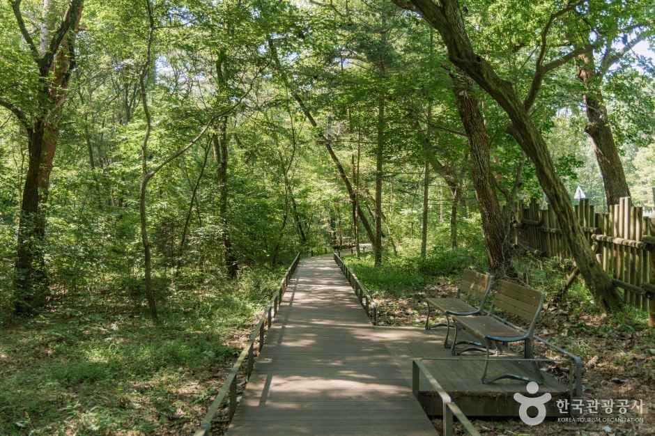 광릉숲길 사진 2