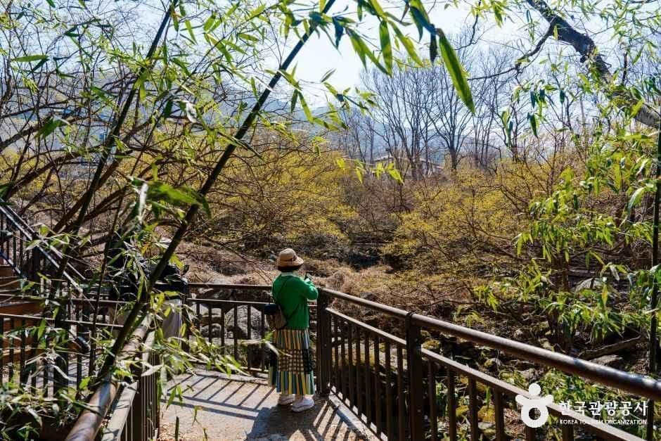 구례 산수유마을 사진 6