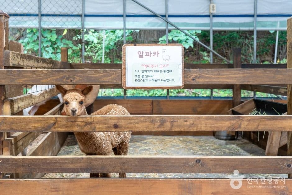 바둑이네동물원 사진 4