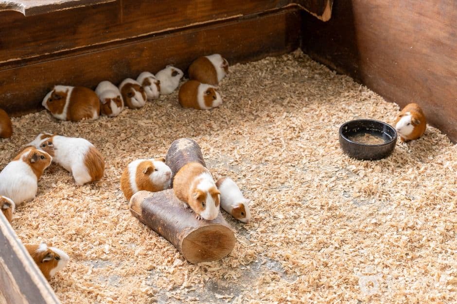 바둑이네동물원 사진 5