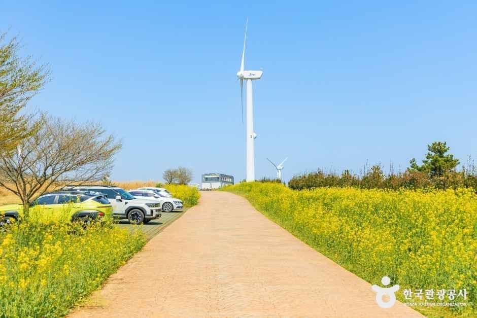 유채꽃프라자 사진 5