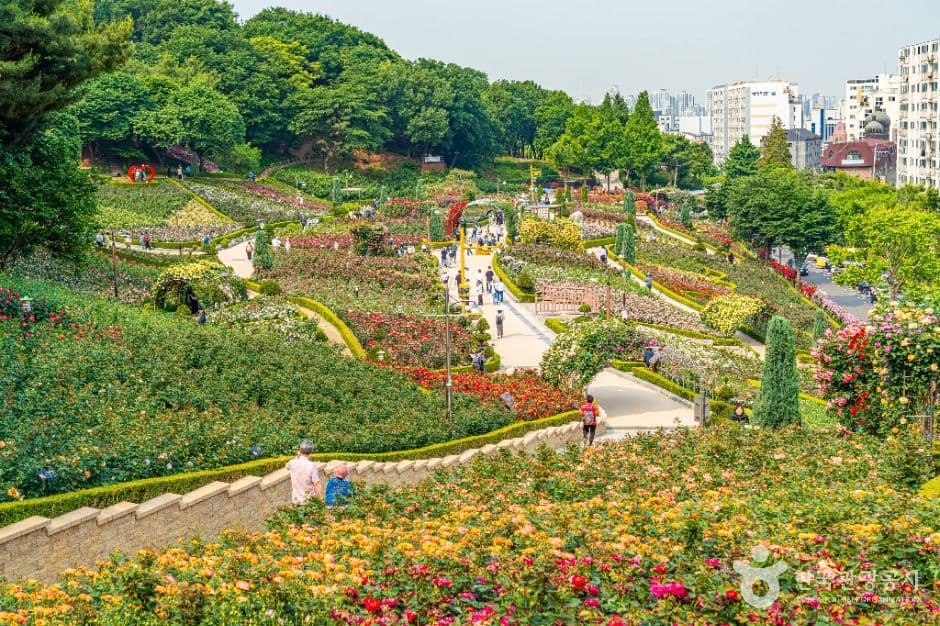 백만송이장미원 사진 2