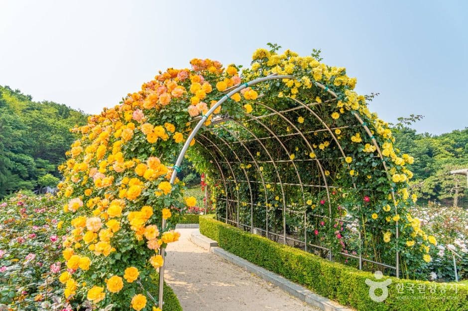 백만송이장미원 사진 3