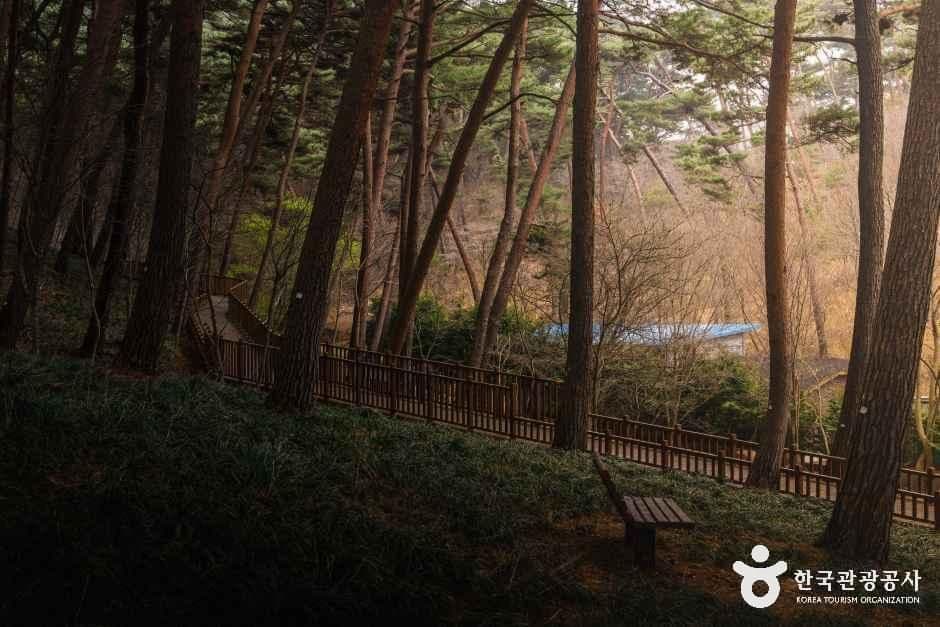 안면도자연휴양림