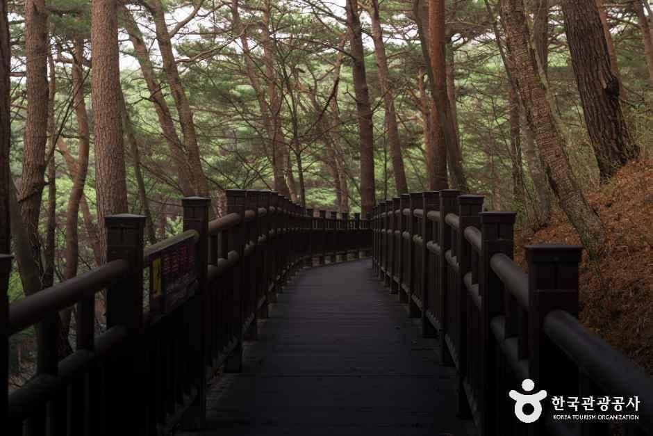 안면도자연휴양림 사진 6