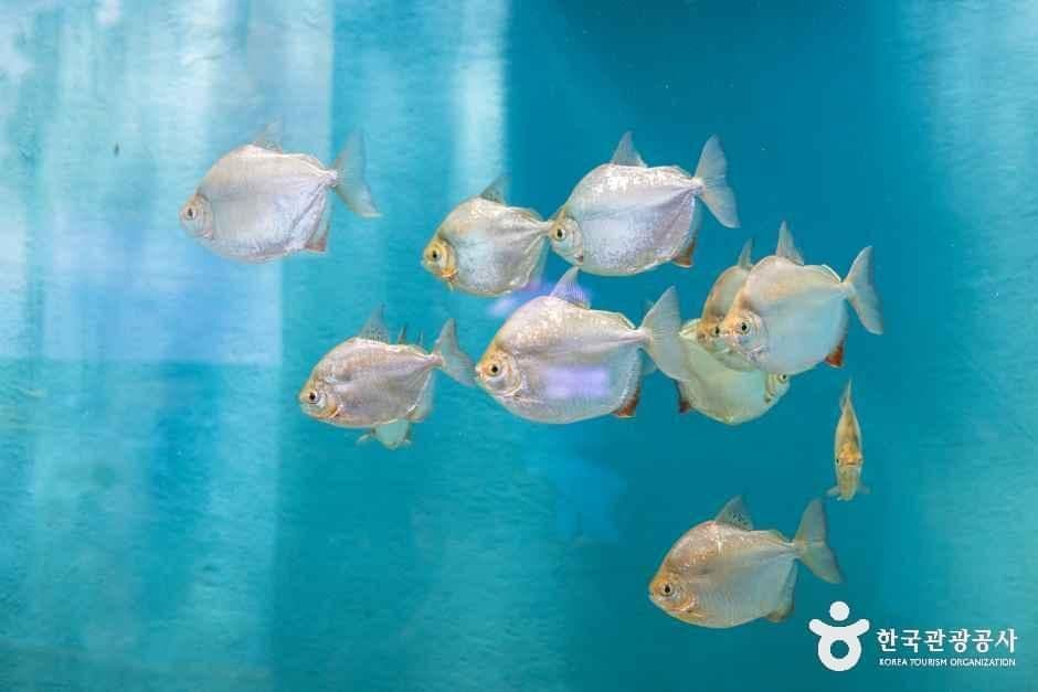 충북아쿠아리움 사진 3