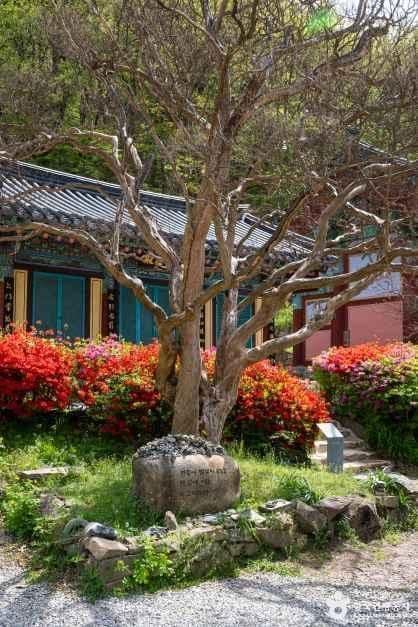 반야사(영동) 사진 6