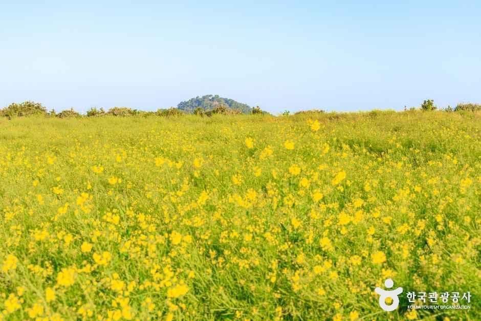일출봉유채밭 사진 2