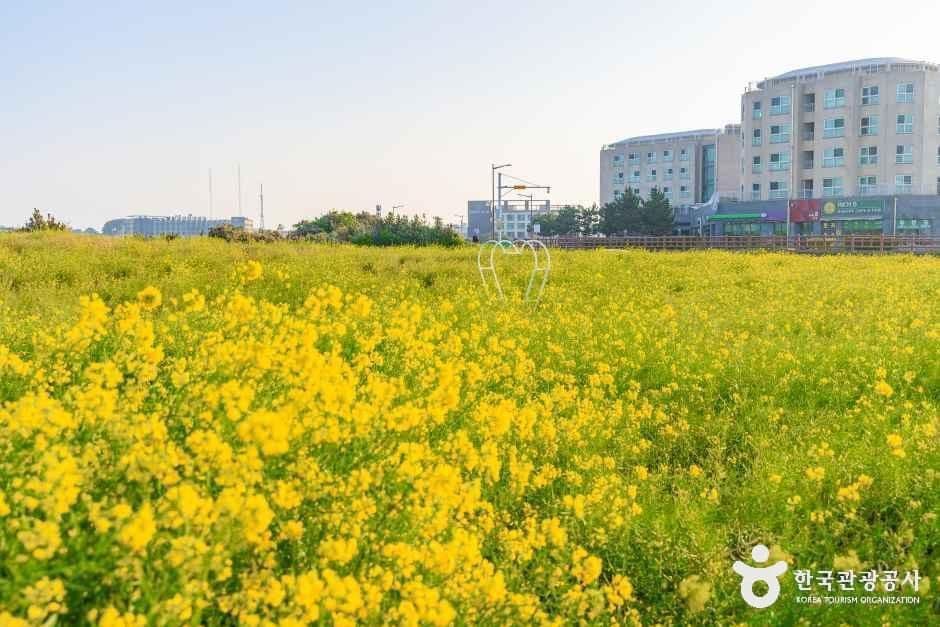 일출봉유채밭 사진 3