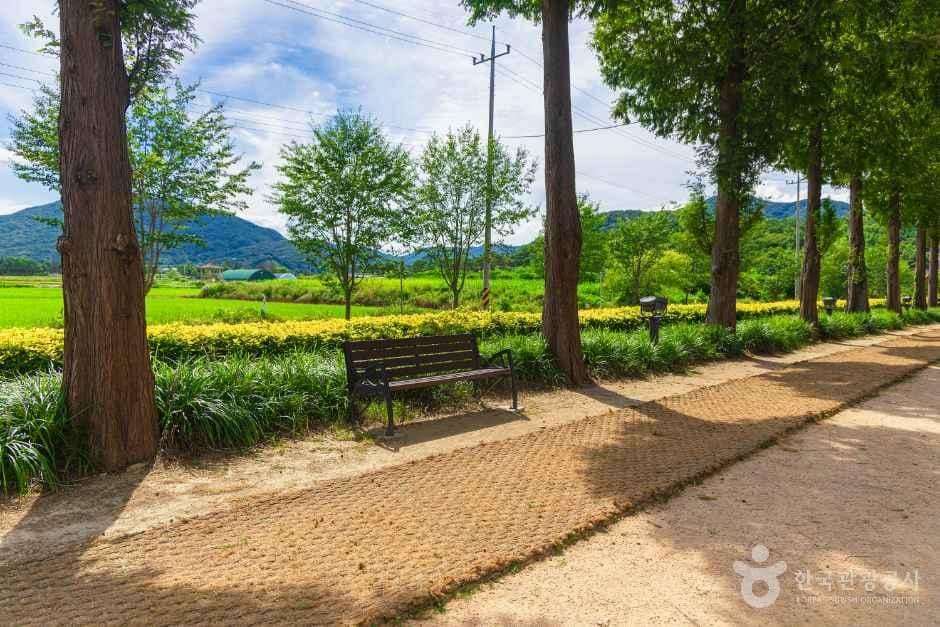 덕산 메타세쿼이아길 사진 4