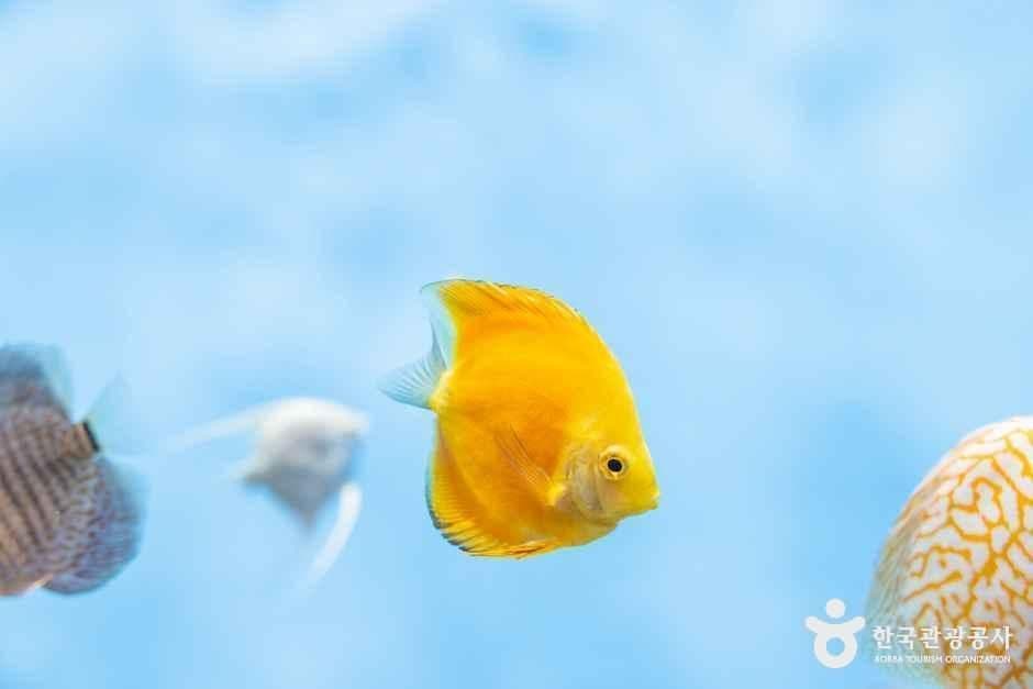 충북아쿠아리움 사진 5
