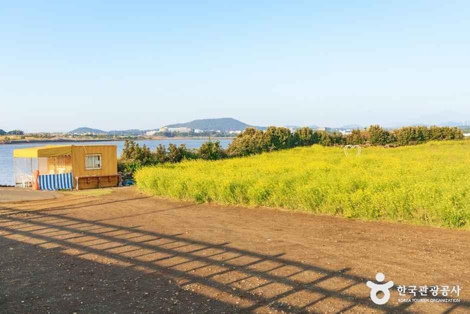 일출봉유채밭 사진 4